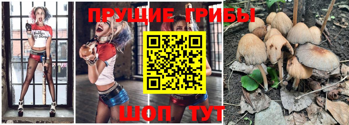 Псилоцибиновые грибы Psilocybine cubensis Советский